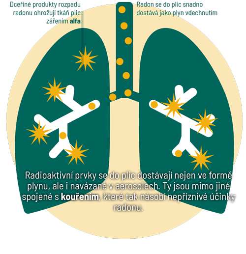 Radon v plicích